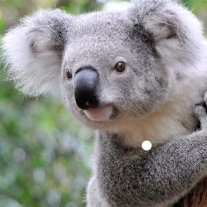 Meet your Posher, Jin